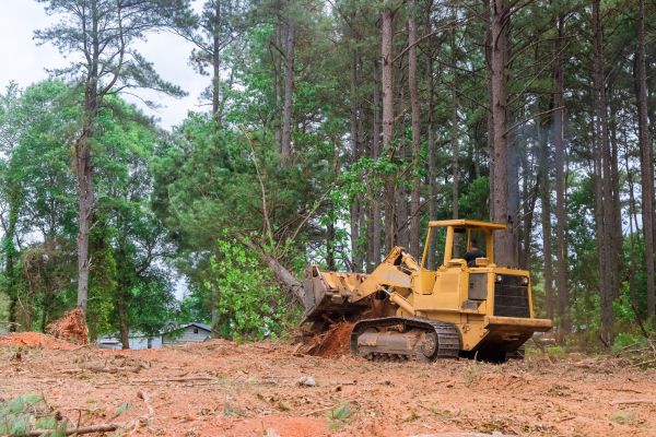 Cost of Forestry Clearing in Park City