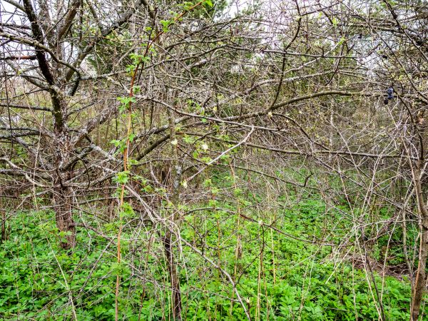 Underbrush Clearing in Park City