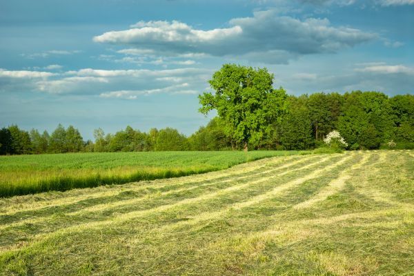 Cost of Vegetation Removal in Park City