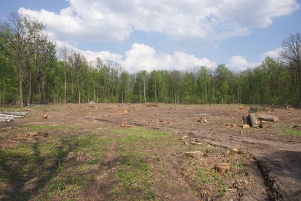 Cost of Pasture Clearing in Park City