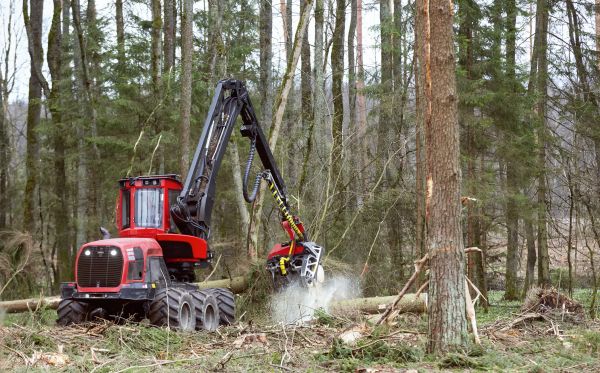 Cost of Forest Clearance Service in Park City