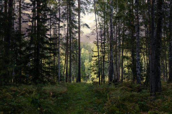 Cost of Pine Tree Clearing in Park City