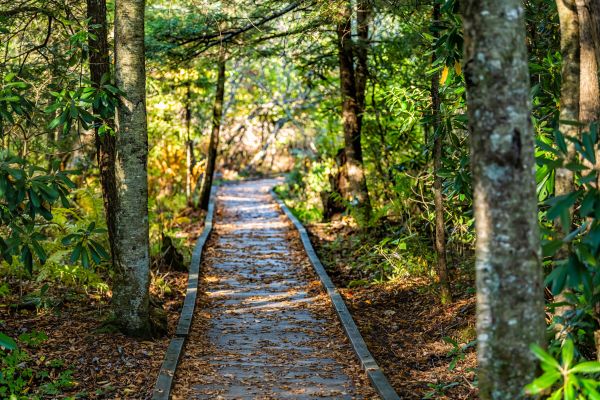 Cost of Trail Clearing in Park City